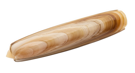 Closeup Of A Smooth Light Brown Shell