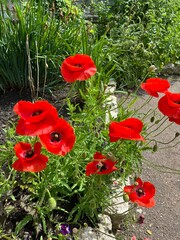 Orange poppies. beautiful flowers. Blooming delicate red Papaver in the summer garden. Flower background