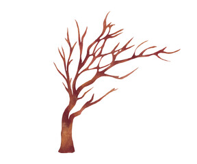 autumn bare tree without leaves isolated on white