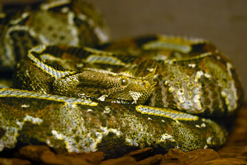 Bitis nasicornis, sometimes as a butterfly viper, rhinoceros viper, river jack. Portrait of a...