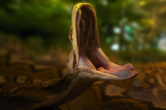 The reticulated python (Malayopython reticulatus), a large snake with its mouth open and a green background. Typical pose of a snake yawning.