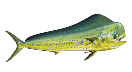Naklejka premium Mahimahi Fish Closeup Profile View