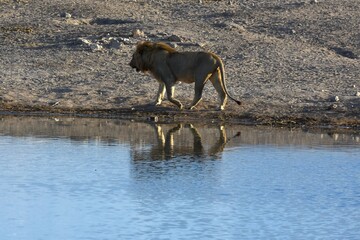 Männlicher Löwe am Wasserloch Chudop im Etoscha Nationalpark in Namibia. 