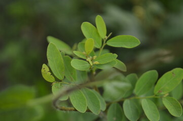 Close-up of green leaves with natural background in daylight