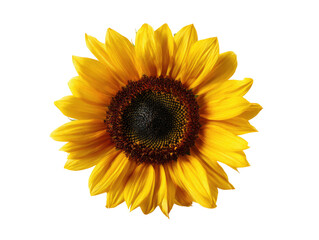 Fototapeta premium Close-up of a vibrant sunflower against a black background. Bright yellow petals surround a dark brown, textured center