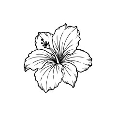 Monochrome line drawing of a tropical hibiscus flower with detailed pistil