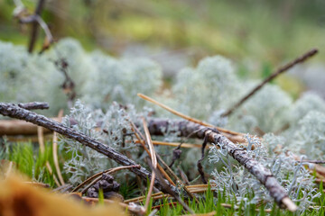 forest lichen close-up nature texture and silence