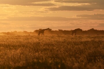 Steppengiraffe (giraffa camelopardalis) im Sonnenuntergang (Etoscha Nationalpark in Namibia)