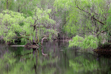 A landscape of trees reflecting on water in a  country park
