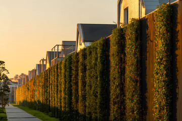 High privacy fence with climbing plants integrating into street architecture and surroundings. 