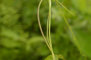 Close-up of green leaves with natural background in daylight