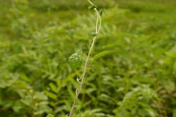 Close-up of green leaves with natural background in daylight