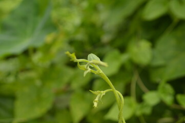 Close-up of green leaves with natural background in daylight