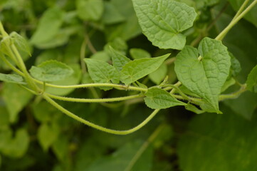 Close-up of green leaves with natural background in daylight