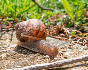 caracol