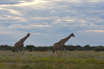 Steppengiraffen (giraffa camelopardalis) ziehen durch die Savanne im Etoscha Nationalpark in Namibia.