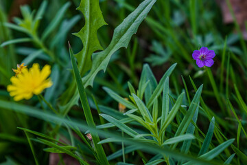 Bunte Wildblumen in einem üppigen Garten während des Frühjahrs