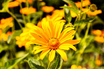 Yellow Flowers in the Garden