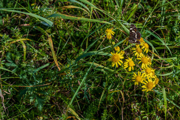 Schmetterling sitzt auf blühenden gelben Blumen in einer grünen Wiese an einem sonnigen Tag
