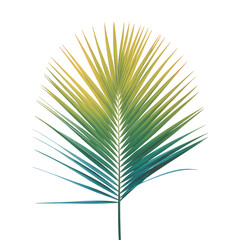 Fototapeta premium Palm Frond With Gradient Green Yellow Blue Color Transition Against Black Background Keywords: palm frond, leaf, tropical, plant, nature, green, transparent background