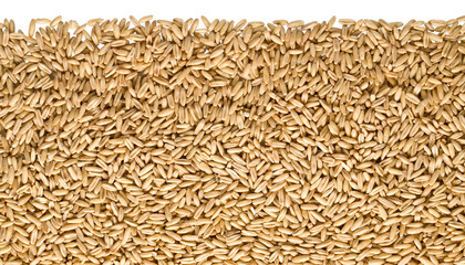 Oat groats covering entire image area on transparent background