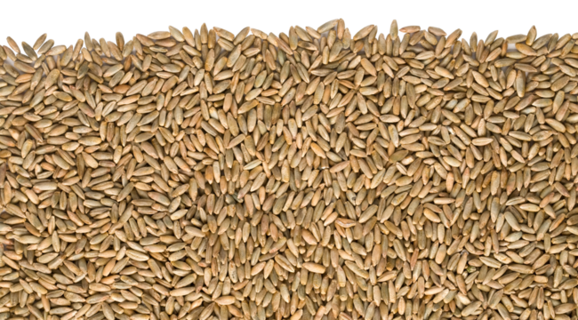 Rye grain seeds forming a textured background with transparent area