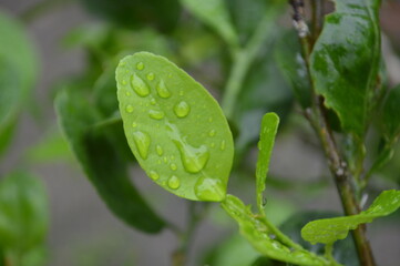 Fresh green leaves with water droplets in natural outdoor setting