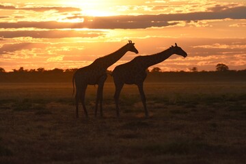 Steppengiraffe (giraffa camelopardalis) im Sonnenuntergang (Etoscha Nationalpark in Namibia)