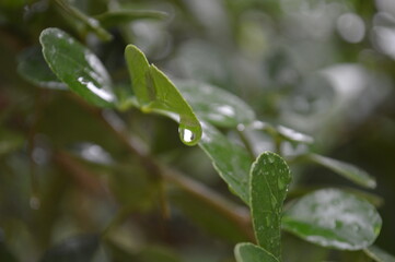 Fresh green leaves with water droplets in natural outdoor setting
