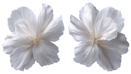 Two symmetrical, delicate white flowers