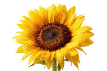 Naklejka premium Close-up of a vibrant sunflower, glistening with water droplets