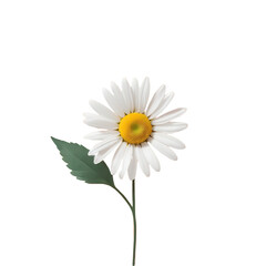 A single white daisy flower with a yellow center and green leaf isolated on a stark black background
