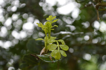 Fresh green leaves with water droplets in natural outdoor setting