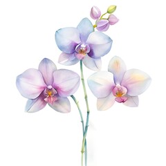 Fototapeta premium Watercolor Painting of Three Delicate Light Purple and Blue Orchids flower floral