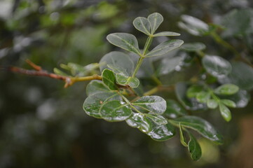 Fresh green leaves with water droplets in natural outdoor setting