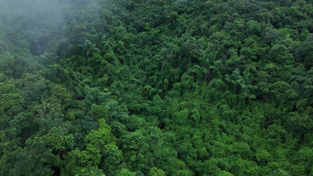 Aerial drone shot over primary Jungle tropical rain forest in Nan, Thailand. Aerial view, moving over a rainforest tree canopy in a slow pace beautiful green nature background of a tropical forest.	