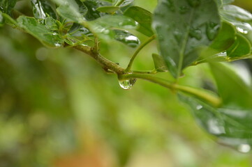 Fresh green leaves with water droplets in natural outdoor setting
