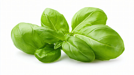 Fototapeta premium Fresh green basil leaves isolated on white background, aromatic culinary herb for cooking