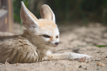 Fennec Fox Relaxing on Sandy Ground