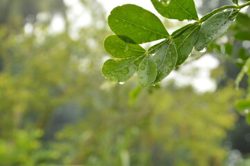 Fresh green leaves with water droplets in natural outdoor setting