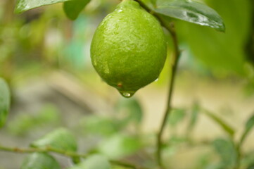 Fresh green lemon and leaves with water droplets in natural outdoor setting