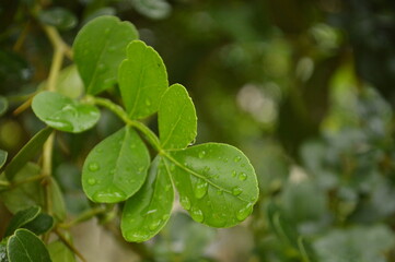 Fresh green leaves with water droplets in natural outdoor setting