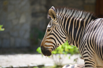 Hartmann's Mountain Zebra in Nature