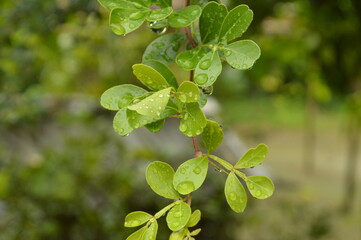 Fresh green leaves with water droplets in natural outdoor setting