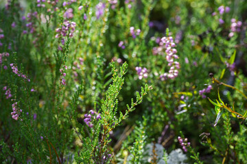 a blooming heather field surrounded by a forest, peace and quiet