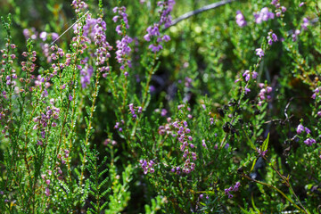 a blooming heather field surrounded by a forest, peace and quiet