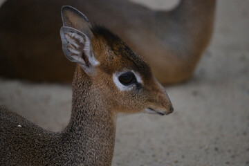 Close-up of Kirk's Dik Dik Antelope