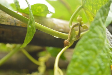 Fresh green leaves with water droplets in natural outdoor setting