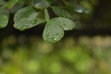 Fresh green leaves with water droplets in natural outdoor setting