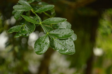 Fresh green leaves with water droplets in natural outdoor setting